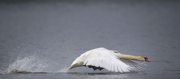 Un cygne - Sputnik Afrique