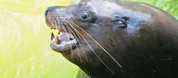 Une otarie - Sputnik Afrique