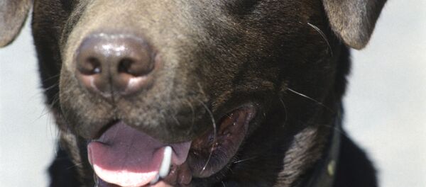 Des scientifiques prouvent la capacité des chiens à sentir des cancers - Sputnik Afrique