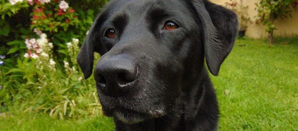 Un retriever du Labrador - Sputnik Afrique