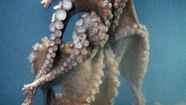 Octopus - Sputnik Afrique