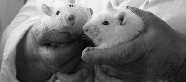 Крысы мыши - Sputnik Afrique