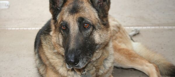 Un berger allemand - Sputnik Afrique