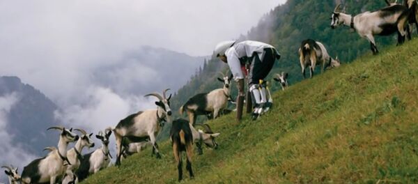 Thomas Thwaites - The man who tried to live as a GOAT, living as part of a herd in the Swiss Alps - Sputnik Afrique