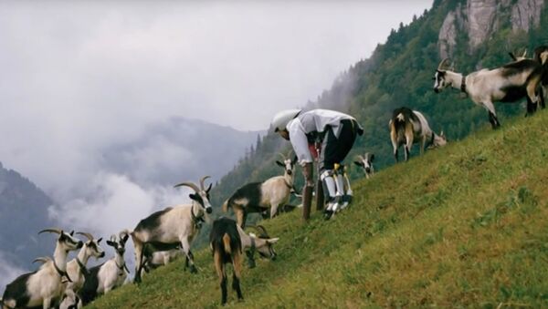 Thomas Thwaites - The man who tried to live as a GOAT, living as part of a herd in the Swiss Alps - Sputnik Afrique