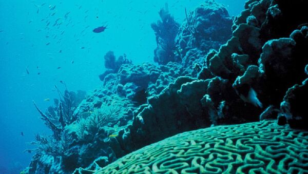 Coral Reef, Florida - Sputnik Afrique
