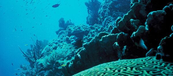 Coral Reef, Florida - Sputnik Afrique