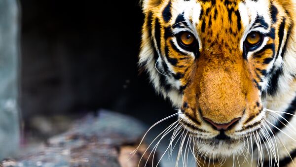En Thaïlande, l'évacuation des félins du temple aux tigres a commencé - Sputnik Afrique