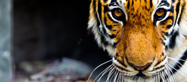 En Thaïlande, l'évacuation des félins du temple aux tigres a commencé - Sputnik Afrique