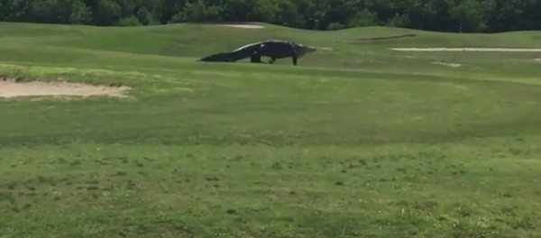 L’alligator amateur de golf L’alligator amateur de golf - Sputnik Afrique