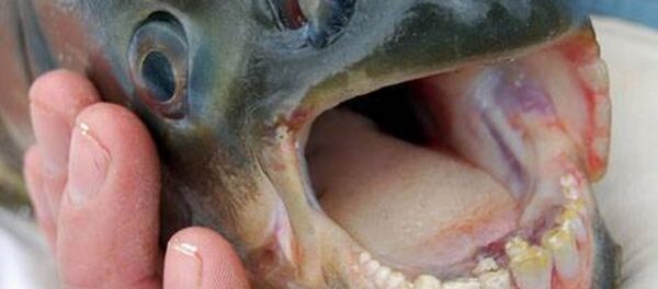 Un poisson pacu - Sputnik Afrique