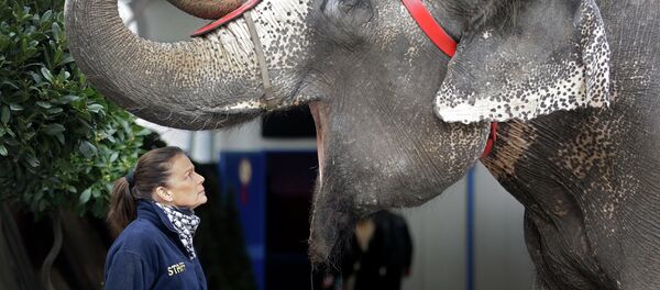 Des éléphants sauvages bientôt en Europe? - Sputnik Afrique