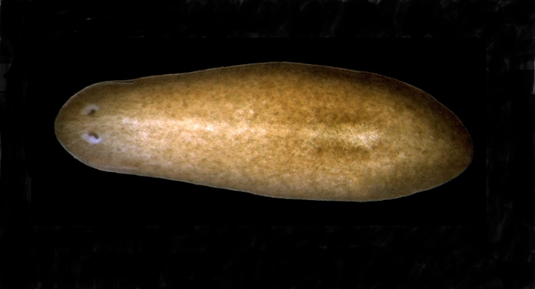 Schmidtea mediterranea - Sputnik Afrique