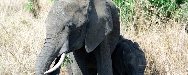 éléphants - Sputnik Afrique