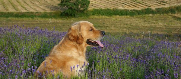 un Golden retriever - Sputnik Afrique