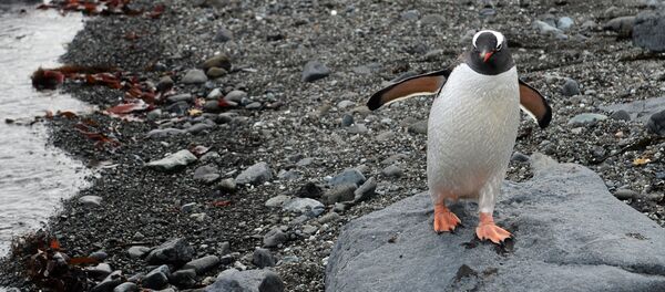 Manchot Manchot - Sputnik Afrique