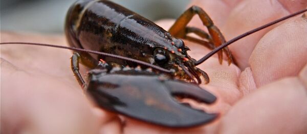 Baby Lobster - Sputnik Afrique