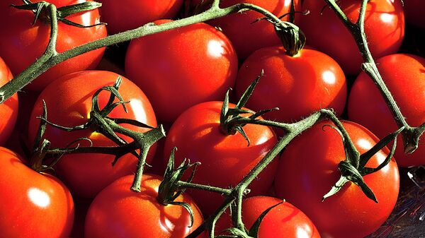 Les Britanniques seraient confrontés à une pénurie de tomates marocaines