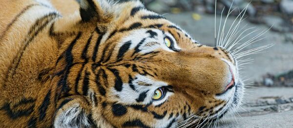 Tiger - Sputnik Afrique