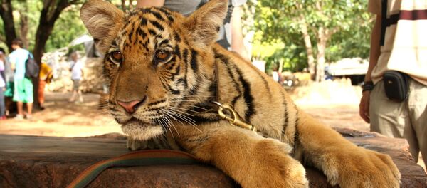 Thaïlande: des moines pris en flagrant délit de trafic illicite - Sputnik Afrique