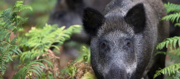 Un sanglier - Sputnik Afrique