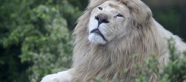 Voilà ce qui arrive quand on prend un lion pour un chat domestique (vidéo) - Sputnik Afrique