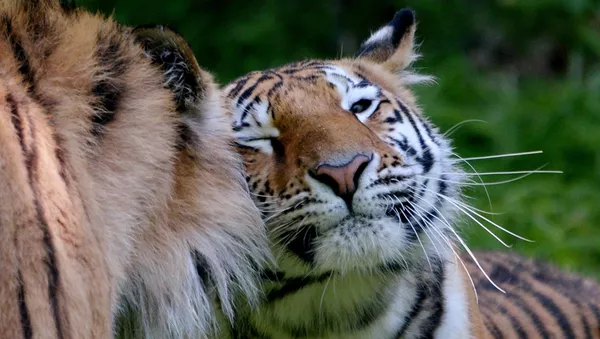 Quoi de neuf dans le monde animal? - Sputnik Afrique