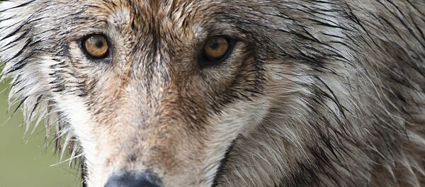 Un loup Un loup - Sputnik Afrique