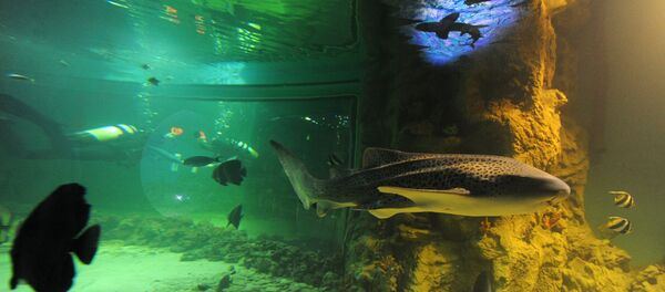 Des habitants des fonds marins - Sputnik Afrique