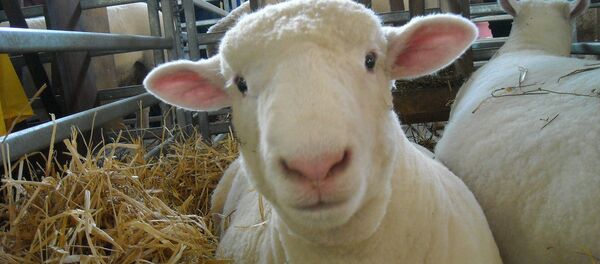 Les effets des OGM sur l’écologie US enfin dévoilés Les effets des OGM sur l’écologie US enfin dévoilés - Sputnik Afrique