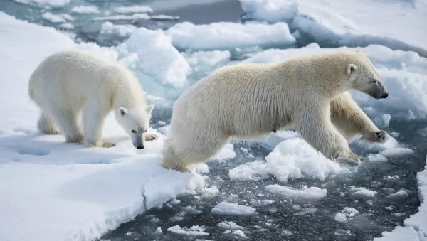 Arctique - Sputnik Afrique