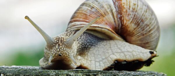 Бургундская улитка Бургундская улитка - Sputnik Afrique