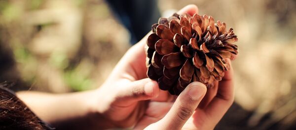 Un garçonnet rend une pomme de pin et fait le buzz sur le Web - Sputnik Afrique