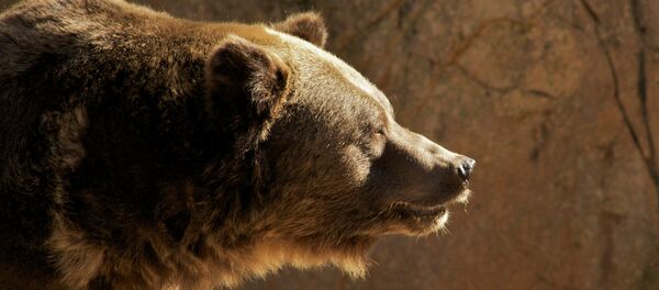 Grizzly Bear - Sputnik Afrique