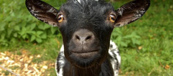 Une chèvre - Sputnik Afrique