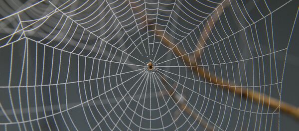toile d'araignée toile d'araignée - Sputnik Afrique
