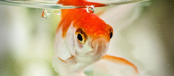 poisson - Sputnik Afrique