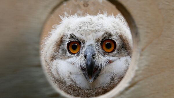 A 3-week-old Eurasian eagle owl looks out of a wooden box at the Royev Ruchey zoo on the suburbs of the Siberian city of Krasnoyarsk, Russia, June 7, 2016 - Sputnik Afrique