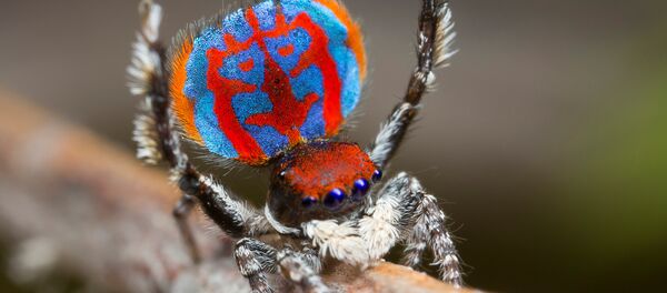 A specimen of the newly-discovered Australian Peacock spider, Maratus Bubo, shows off his colourful abdomen in this undated picture from Australia - Sputnik Afrique