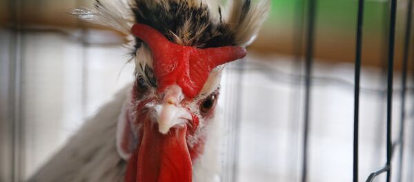 Un coq - Sputnik Afrique