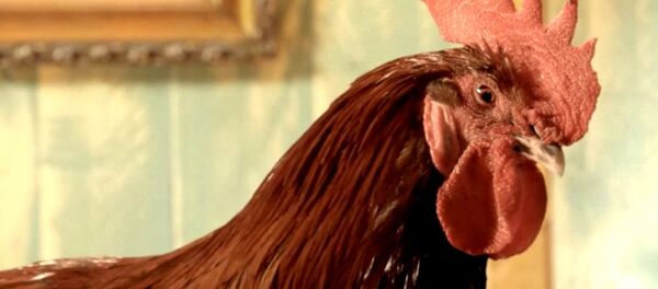 Le coq Henri - Sputnik Afrique