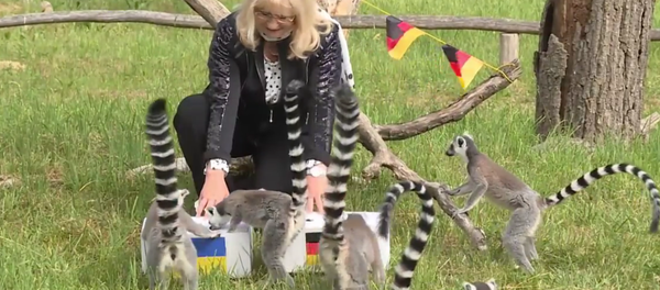 Lémurs du zoo de la ville allemande de Rostock - Sputnik Afrique