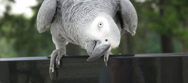 Un perroquet - Sputnik Afrique