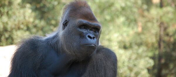 Un gorille, image d'illustration - Sputnik Afrique