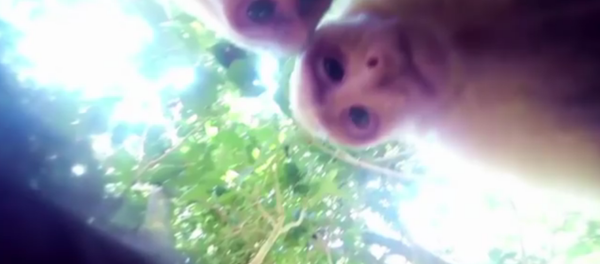 Un singe qui sait faire un selfie - Sputnik Afrique