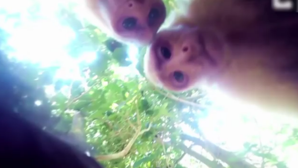 Un singe qui sait faire un selfie - Sputnik Afrique