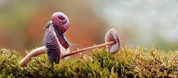 Le monde merveilleux des escargots, ça existe! - Sputnik Afrique