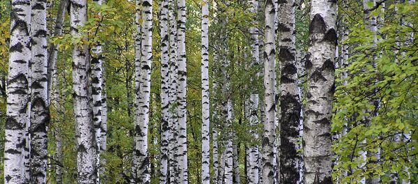 Bouleaux - Sputnik Afrique