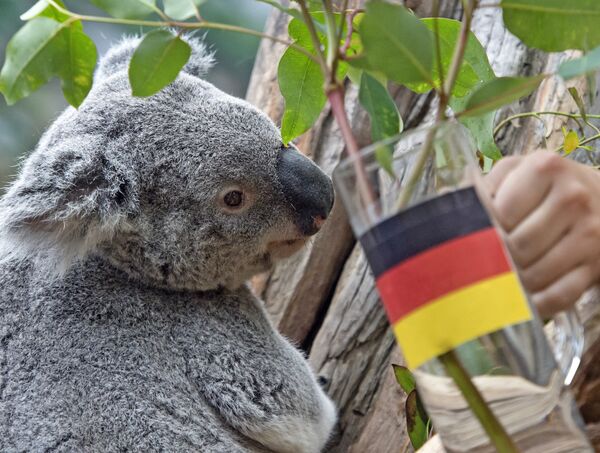 Le koala Oobi-Ooobi Le koala Oobi-Ooobi - Sputnik Afrique