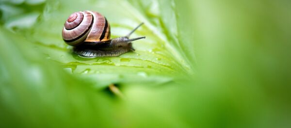 Un escargot - Sputnik Afrique